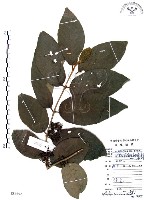 杜虹花，台灣紫珠藏品圖，第1張