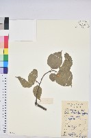 扛香藤藏品圖，第1張