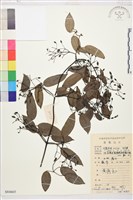 柱果鐵線蓮藏品圖，第2張