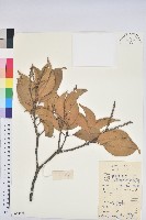 阿里山三斗石櫟、硬斗柯藏品圖，第1張
