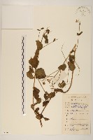華澤蘭藏品圖，第1張