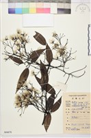 柱果鐵線蓮藏品圖，第2張