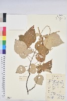 白背葉藏品圖，第1張