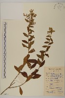 白舌紫菀藏品圖，第1張