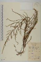 茵蔯蒿藏品圖，第1張