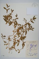 蓮子草藏品圖，第1張