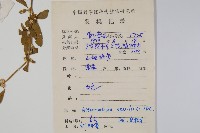 蓮子草藏品圖，第2張