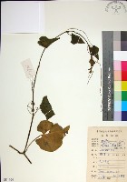 粉藤藏品圖，第1張