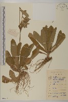 燈豎朽藏品圖，第1張