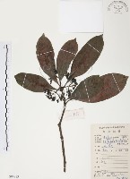 九節木、牛屎烏、青龍吐霧藏品圖，第1張