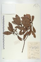 杜英、山杜英、蘭嶼杜英藏品圖，第1張