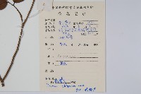 假鷹爪藏品圖，第2張