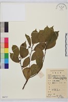 鈍齒鼠李藏品圖，第1張