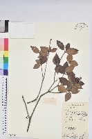 馬銀花藏品圖，第1張