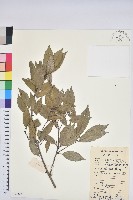 細葉青剛、黑稠、黑櫟、小葉青剛藏品圖，第1張