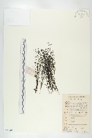登錄號:S084749藏品圖，第1張
