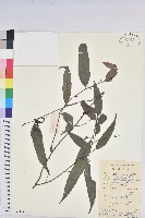 日本五月茶、南投五月茶藏品圖，第1張