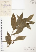 柚葉藤藏品圖，第1張