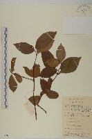 草珊瑚、紅果金粟蘭藏品圖，第1張