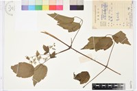 鈍齒鐵線蓮藏品圖，第1張