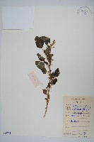 刺莧藏品圖，第1張