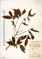 柳葉山茶藏品圖，第1張