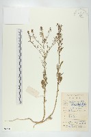 線萼金花樹藏品圖，第1張
