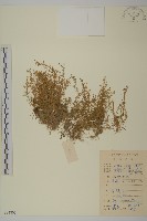 瓜槌草、漆姑草藏品圖，第1張