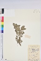 鐵莧菜藏品圖，第1張