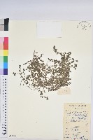 伏生大戢藏品圖，第1張