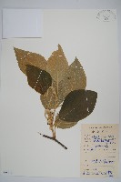 毛花楊桃藏品圖，第1張