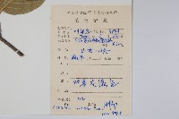 毛花楊桃藏品圖，第2張