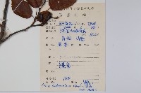 江南榿木藏品圖，第2張
