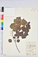 烏臼藏品圖，第1張