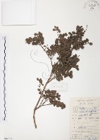 小葉赤楠藏品圖，第1張