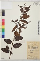 大黃鱔藤藏品圖，第1張