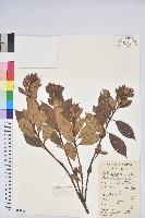 登錄號:S084873藏品圖，第1張