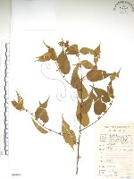 銳葉山黃麻藏品圖，第1張