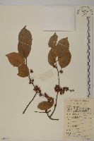 大葉南蛇藤藏品圖，第1張