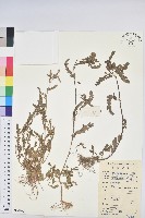 葉下珠、珠仔草藏品圖，第1張