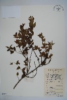 密毛假黃楊藏品圖，第1張