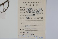 密毛假黃楊藏品圖，第2張