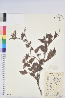 毛果算盤子藏品圖，第1張