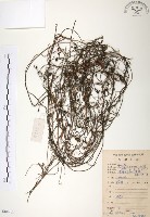 無根草藏品圖，第1張