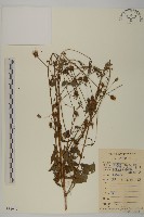 鬼針舅藏品圖，第1張