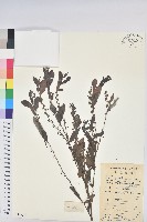 紅毛饅頭果藏品圖，第1張