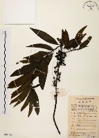 山胡椒藏品圖，第1張