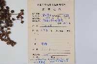木蜡樹、野漆樹藏品圖，第2張