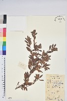 雙角杜鵑藏品圖，第1張