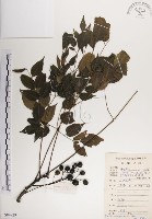 楝、苦楝藏品圖，第1張